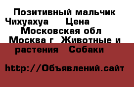 Позитивный мальчик Чихуахуа   › Цена ­ 7 000 - Московская обл., Москва г. Животные и растения » Собаки   